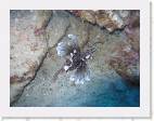 Lionfish * 2000 x 1500 * (282KB)