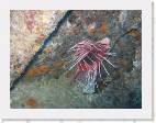 Lionfish2 * 2000 x 1500 * (309KB)