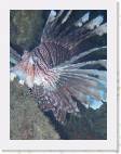 Lionfish4 * 1500 x 2000 * (227KB)