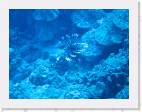 Lionfish5 * 2000 x 1500 * (219KB)